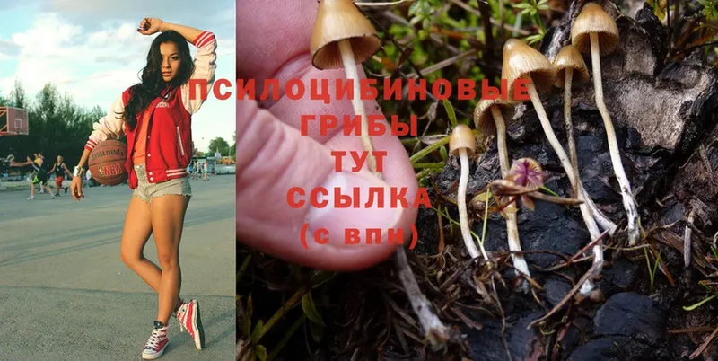 Галлюциногенные грибы Magic Shrooms  Красноперекопск 